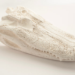 Alligator Skull