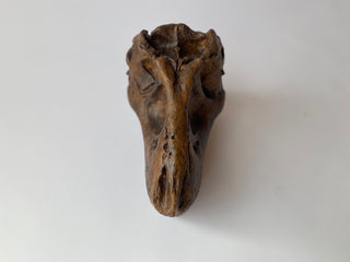 T. Rex Skull