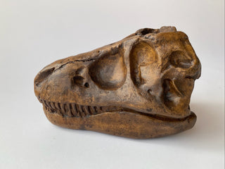 T. Rex Skull