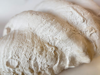 South Pacific Clam Shell
