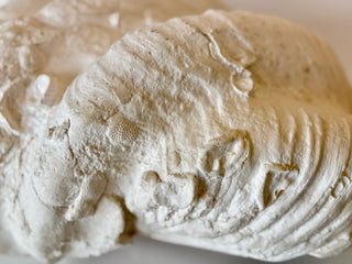 South Pacific Clam Shell