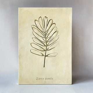Botanical:  Zamia