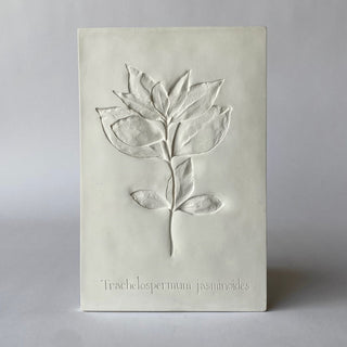 Botanical: Jasmine