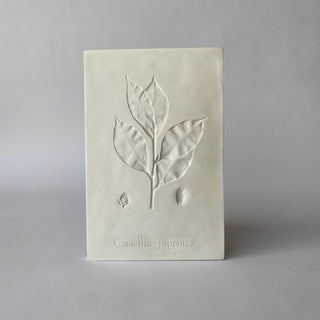 Botanical: Camellia