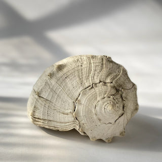 Large Whelk