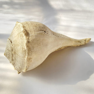 Large Whelk