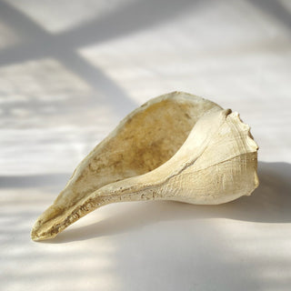 Large Whelk