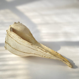 Large Whelk