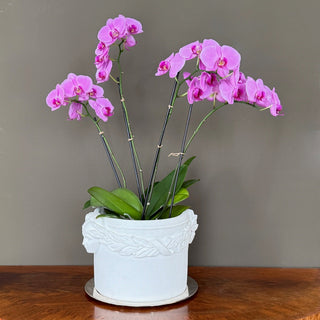Laurel Leaves Planter