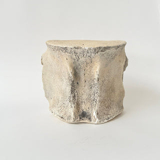 Sperm Whale Vertebrae