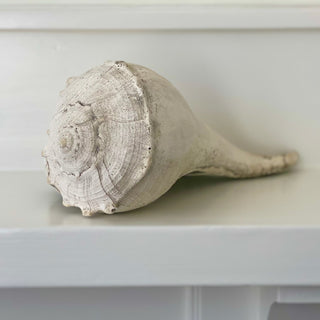 Large Whelk