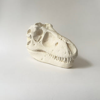 T. Rex Skull