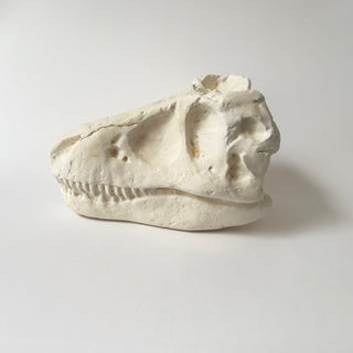 T. Rex Skull