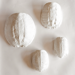 River Turtle Shell