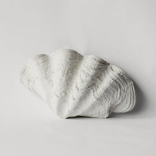 Large Clam Shell