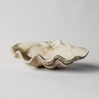 Large Clam Shell