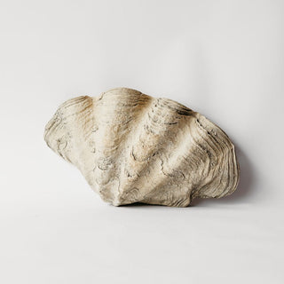 Large Clam Shell