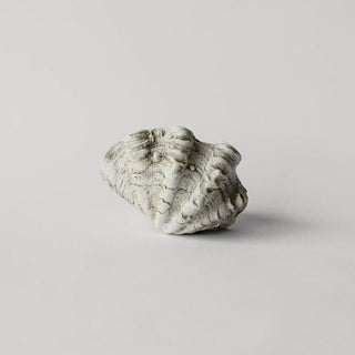 Mini Clam Shell