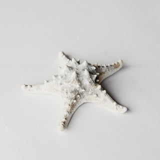 Spined Starfish