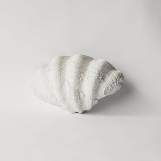 South Pacific Clam Shell