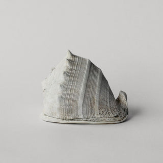 Large Helmet Conch
