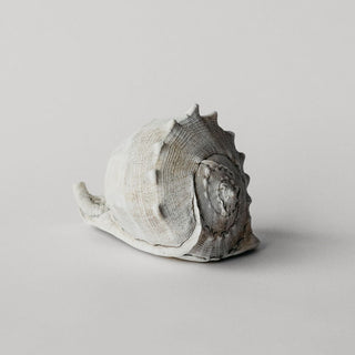 Large Helmet Conch