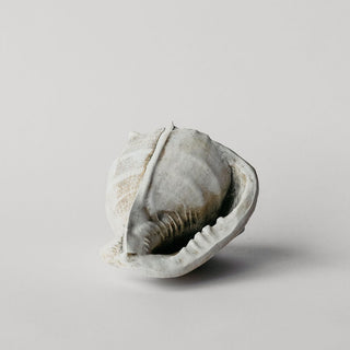 Large Helmet Conch