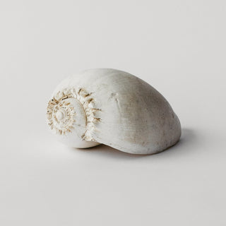 Amphora Melon Shell