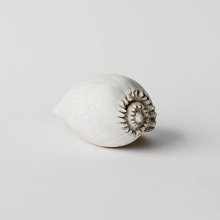 Amphora Melon Shell