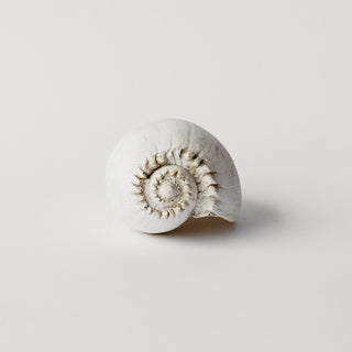 Amphora Melon Shell