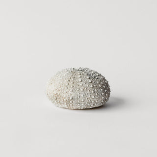 Sea Urchin
