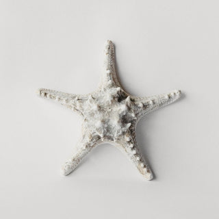Spined Starfish