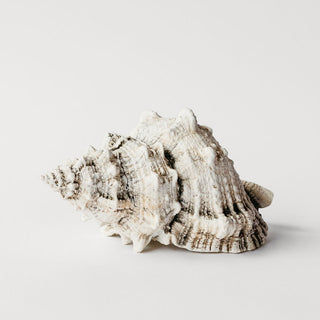 Bursa Wedding Shell