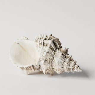 Bursa Wedding Shell