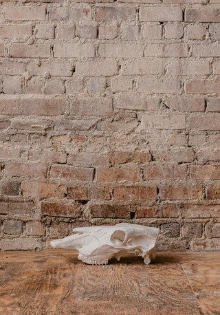 Cow Skull