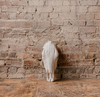 Cow Skull
