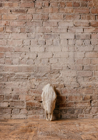 Cow Skull