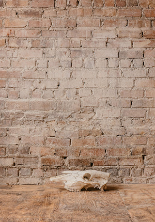 Cow Skull