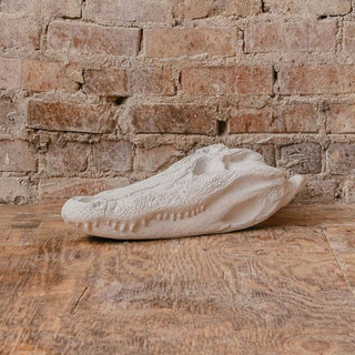 Alligator Skull