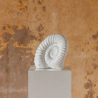 Ammonite Fossil 13"