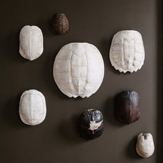 Collection of faux Turtle Shells