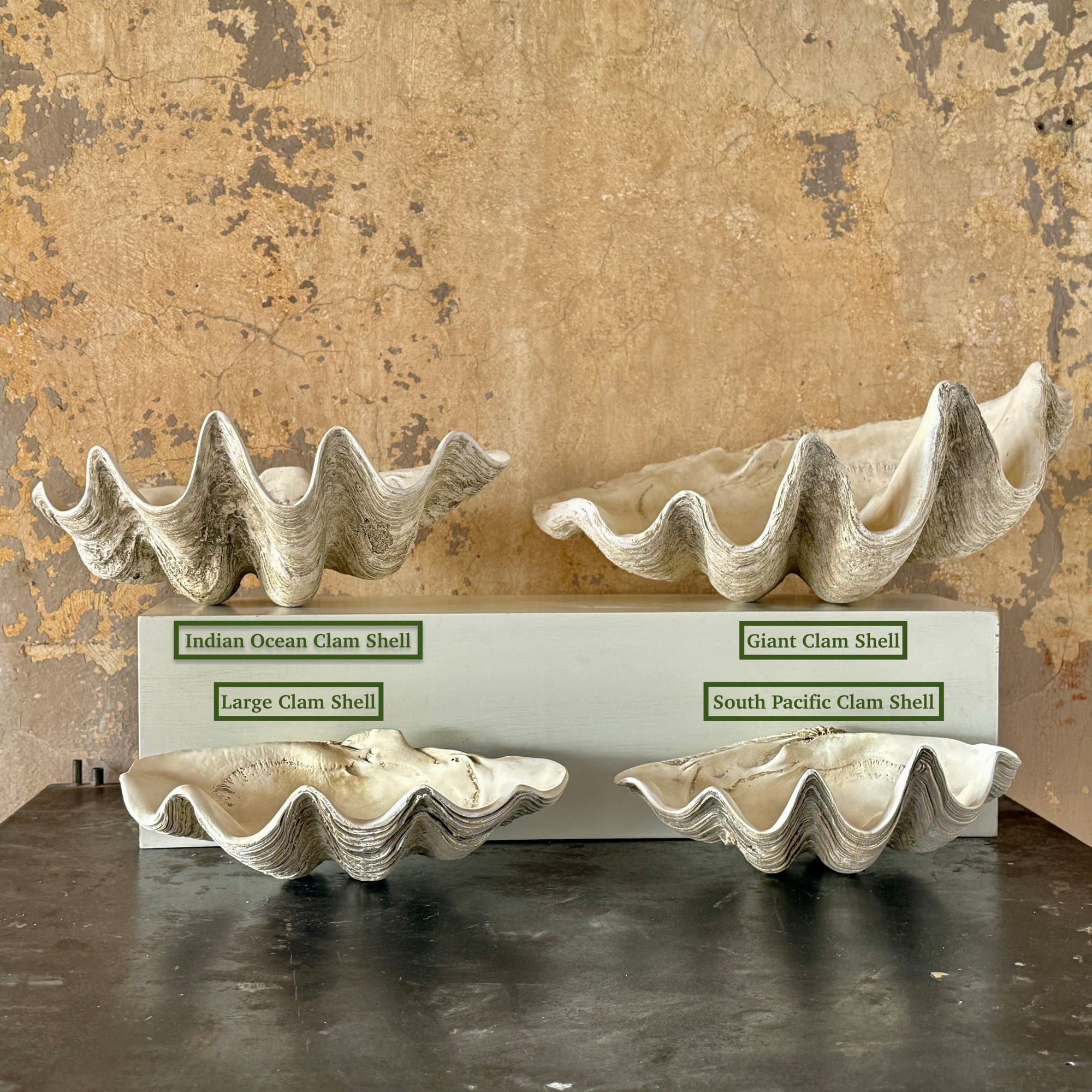House Parts Large Clam Shell