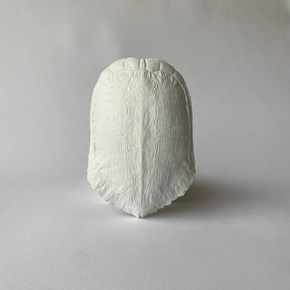 A plaster cast of a turtle shell with textured patterns, designed for decorative purposes on a white backgriund