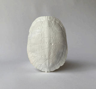A plaster cast of a turtle shell with natural patterns, intended for decorative purposes

House Parts handmade, crafted, artisan, high quality, statues, busts, and figurines.  Unique gifts for everyone. Indoor decorations, Outdoor statues and garden items. Thoughtful gift, animal lovers, rabbit lovers, instead of pet, small business, female owned family business, rabbit, bunny, dog, turtle, frog, clam shell