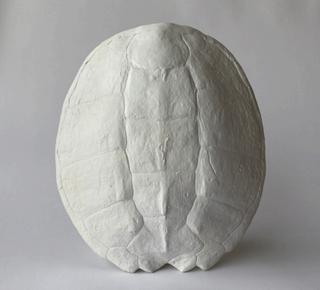 An upright plaster cast of a sea turtle shell on a white background. hook(s) on back for hanging.

House Parts handmade, crafted, artisan, high quality, statues, busts, and garden and animal figurines.  Unique gifts for everyone. Indoor decorations, Outdoor statues and garden items. Fantasy, whimsical, thoughtful gifts, original gift idea, shop small business, plaster, concrete, Clam shell, Gargoyles, Alice in Wonderland, animal lover gifts, pet memorial