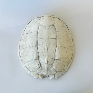 A plaster cast of a sea turtle shell, in a fossil finish, on a white background. hook(s) on back for hanging.

House Parts handmade, crafted, artisan, high quality, statues, busts, and garden and animal figurines.  Unique gifts for everyone. Indoor decorations, Outdoor statues and garden items. Fantasy, whimsical, thoughtful gifts, original gift idea, shop small business, plaster, concrete, Clam shell, Gargoyles, Alice in Wonderland, animal lover gifts, pet memorial