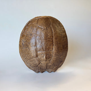 A plaster cast of a sea turtle shell, with a brown finish, on a white background. hook(s) on back for hanging. The finish highlights the natural designs of the shell 

House Parts handmade, crafted, artisan, high quality, statues, busts, and garden and animal figurines.  Unique gifts for everyone. Indoor decorations, Outdoor statues and garden items. Fantasy, whimsical, thoughtful gifts, original gift idea, shop small business, plaster, concrete, Clam shell, Gargoyles, animal lover gifts, pet memorial