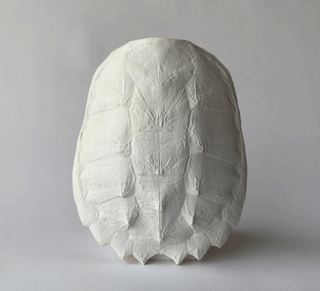 A plaster cast of a snapping turtle shell with hooks on the back for hanging.

House Parts handmade, crafted, artisan, high quality, statues, busts, and figurines.  Unique gifts for everyone. Indoor decorations, Outdoor statues and garden items. Thoughtful gift, animal lovers, rabbit lovers, instead of pet, small business, female owned family business, rabbit, bunny, dog, turtle, frog, clam shell