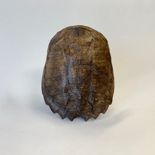 Snapping Turtle Shell