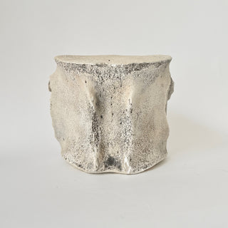 Sperm Whale Vertebrae